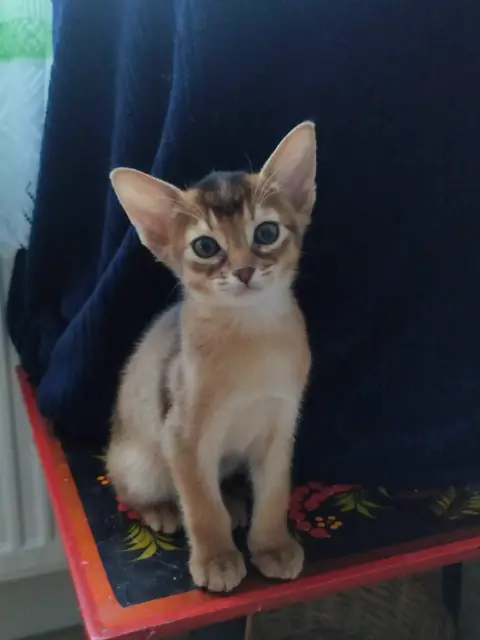 Абиссинская кошка