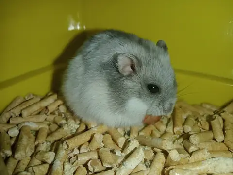 Грызуны (мыши, хомяки)