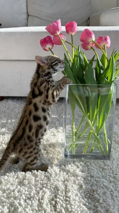 Бенгальская кошка