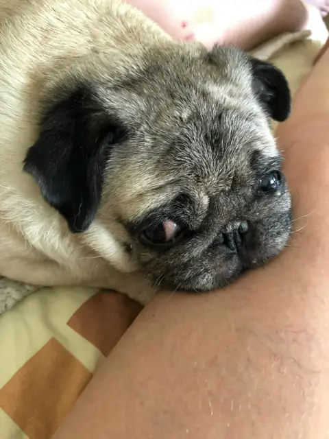 Мопс