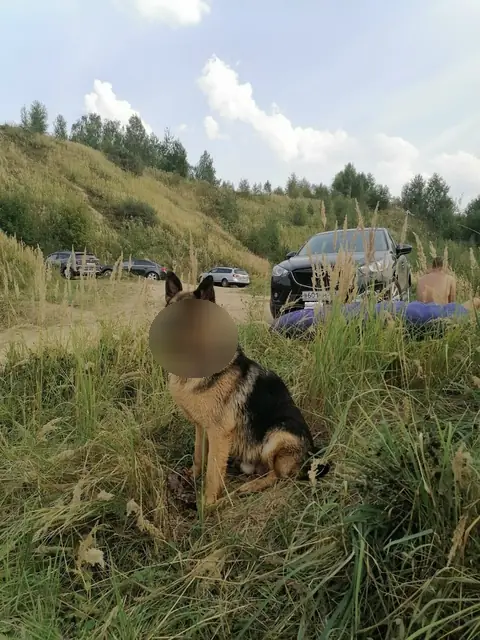 Немецкая овчарка