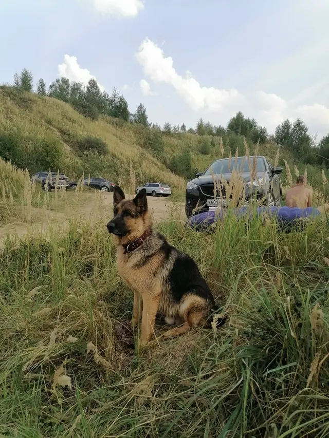 Немецкая овчарка