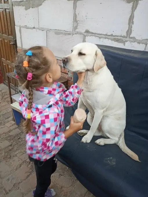 Лабрадор