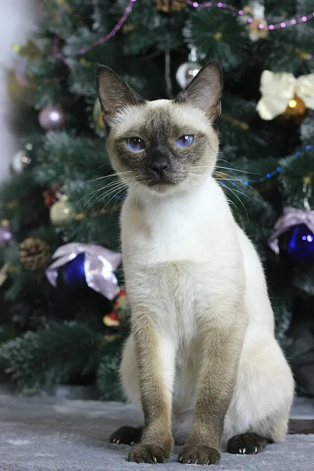 Сиамская кошка