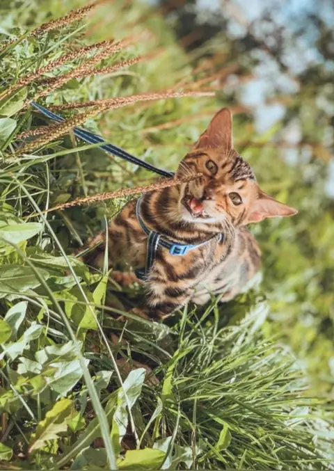 Бенгальская кошка