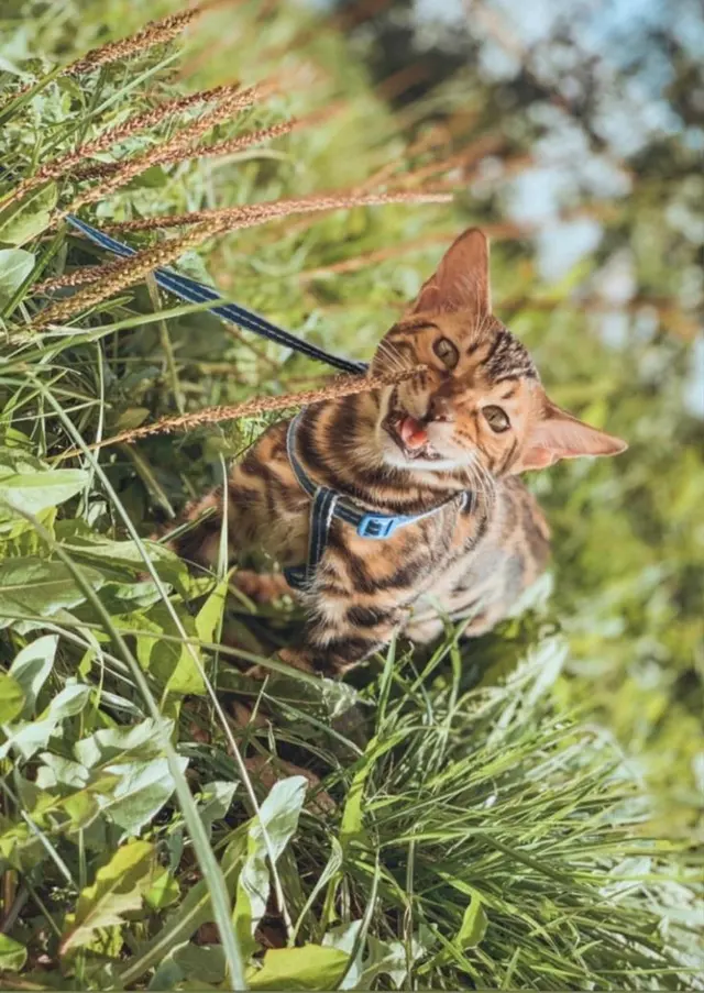 Бенгальская кошка