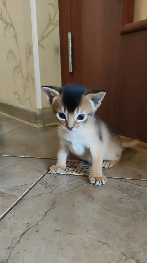 Абиссинская кошка