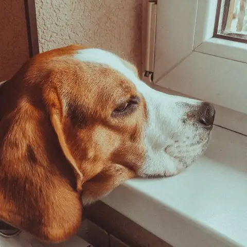 Бигль