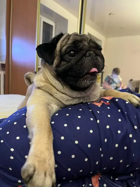 Мопс