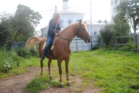 Конный спорт