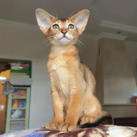 Абиссинская кошка