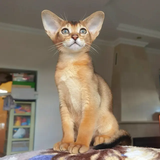 Абиссинская кошка