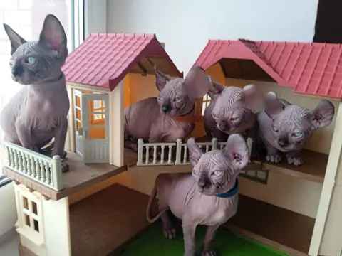 Сфинкс