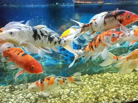 Аквариумные рыбы