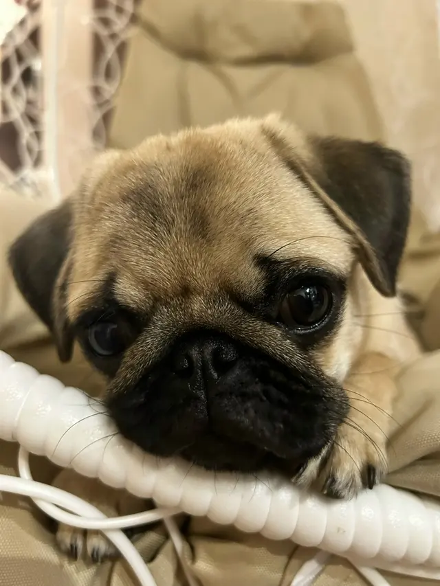 Мопс
