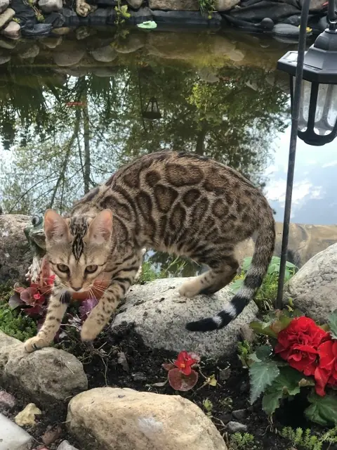 Бенгальская кошка