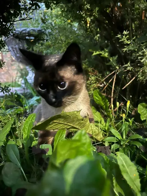 Сиамская кошка