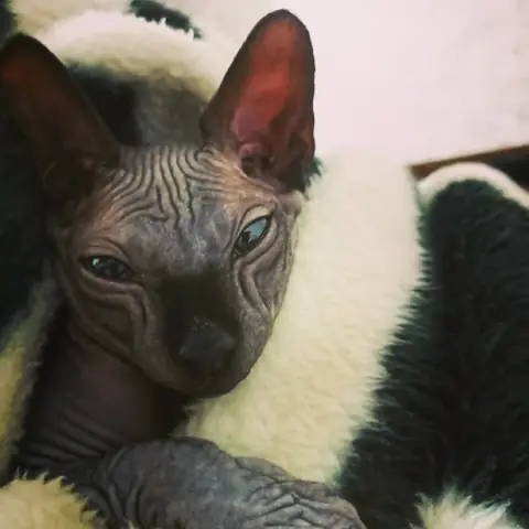 Сфинкс