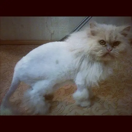 Персидская кошка