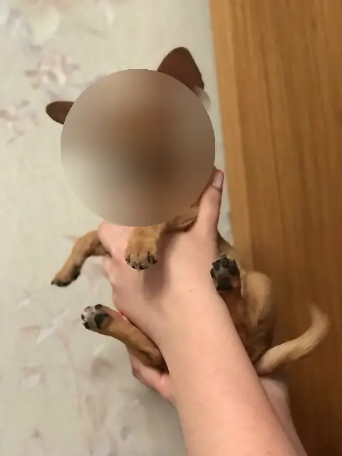 Чихуахуа