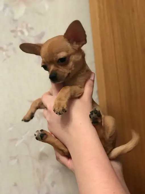 Чихуахуа