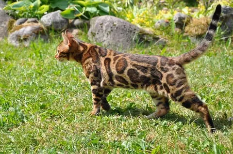 Бенгальская кошка