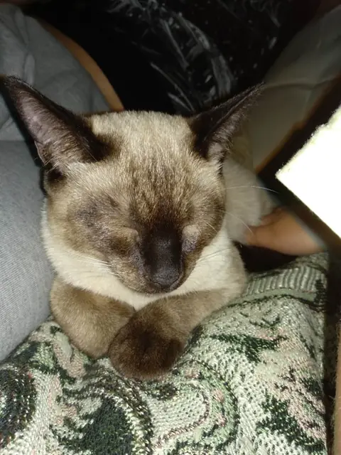 Сиамская кошка