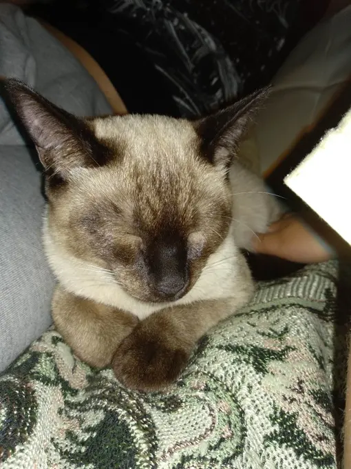Сиамская кошка