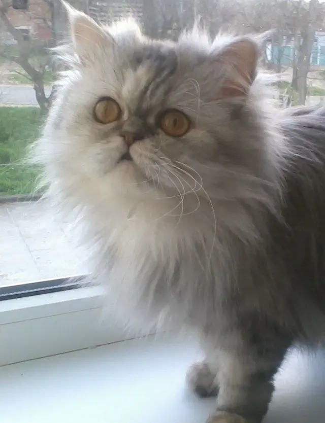 Персидская кошка