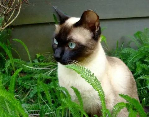 Сиамская кошка