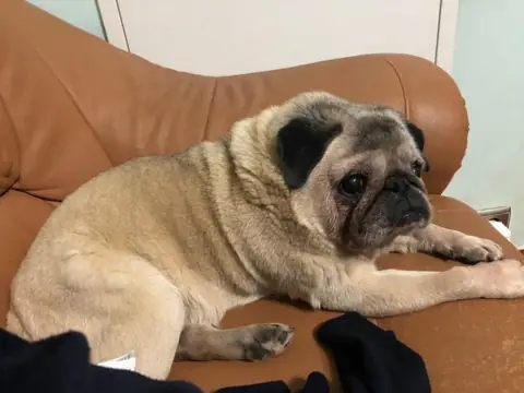Мопс