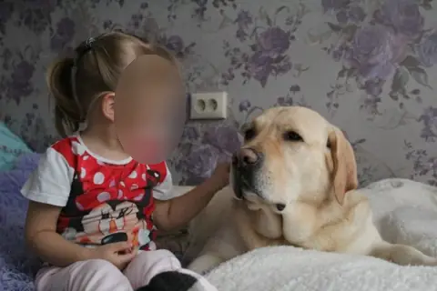 Лабрадор