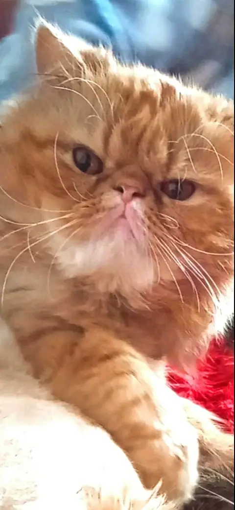 Персидская кошка