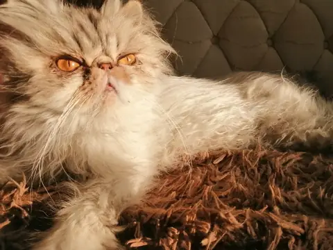 Персидская кошка