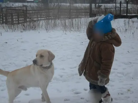 Лабрадор