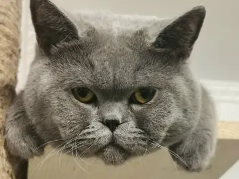Британская короткошерстная
