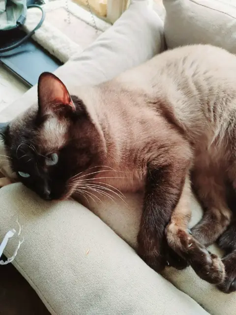 Сиамская кошка