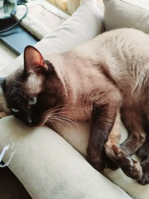 Сиамская кошка