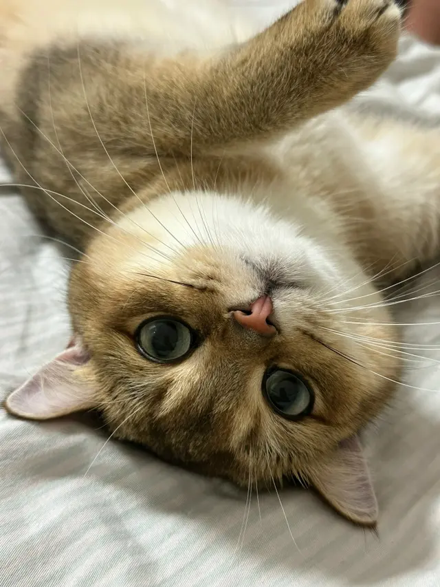 Абиссинская кошка