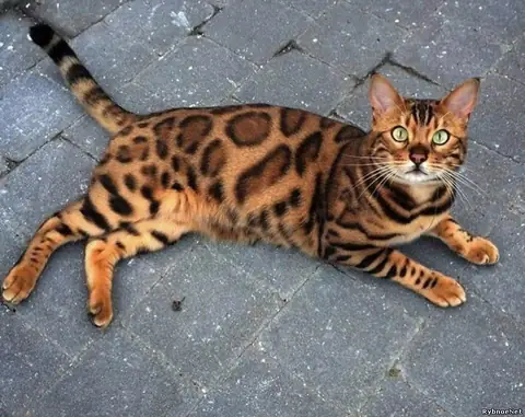 Бенгальская кошка