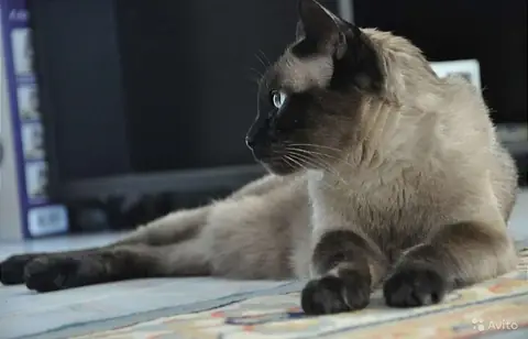 Сиамская кошка