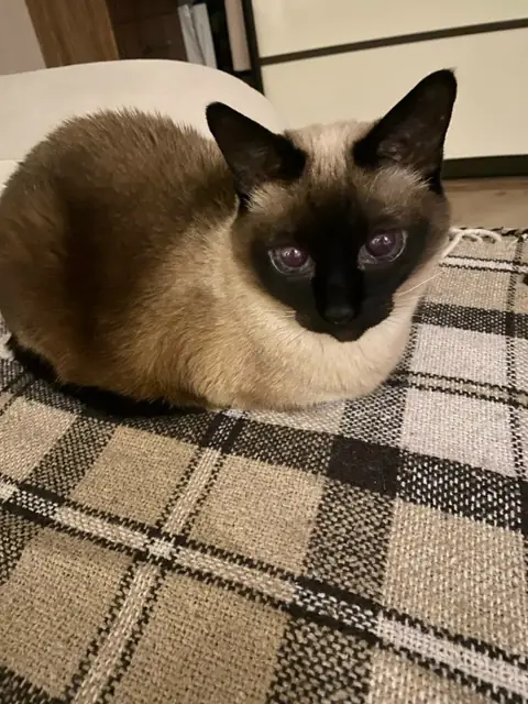 Сиамская кошка