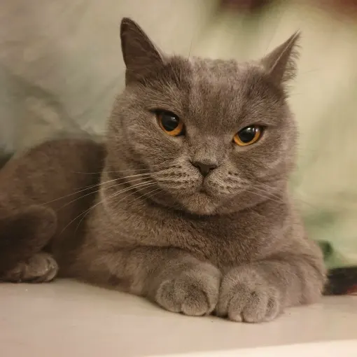 Британская короткошерстная