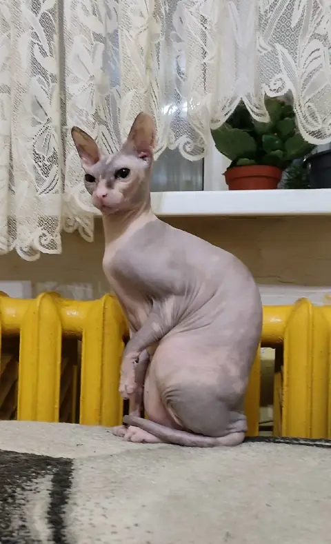 Сфинкс