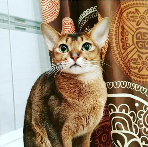 Абиссинская кошка