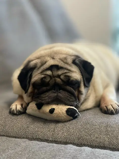 Мопс