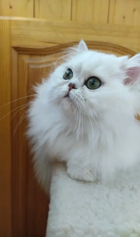 Персидская кошка