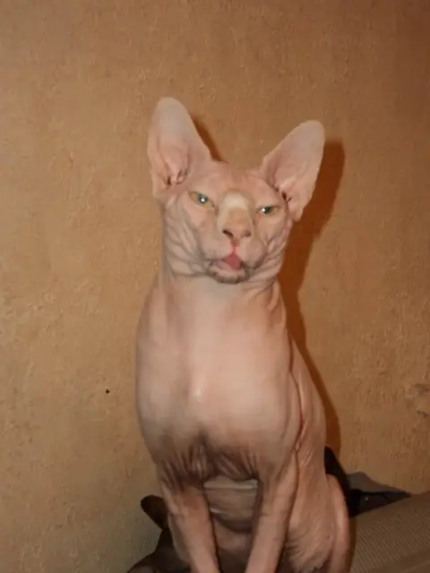 Сфинкс