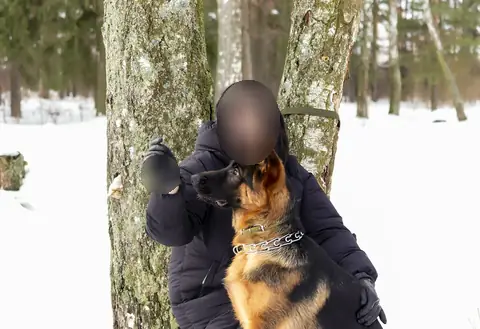 Немецкая овчарка
