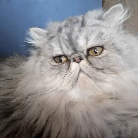 Персидская кошка